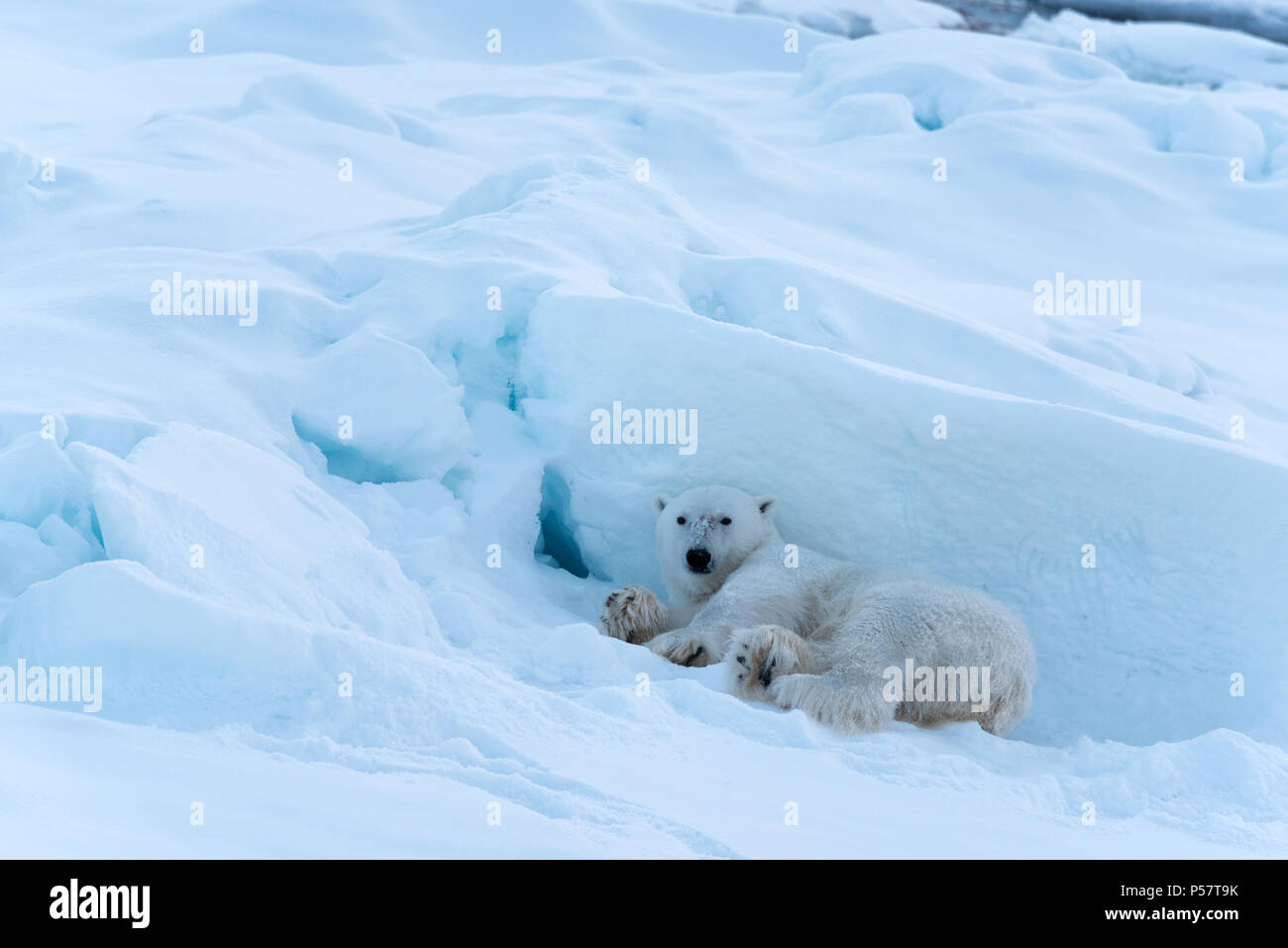 Orso polare in appoggio sul ghiaccio Foto Stock