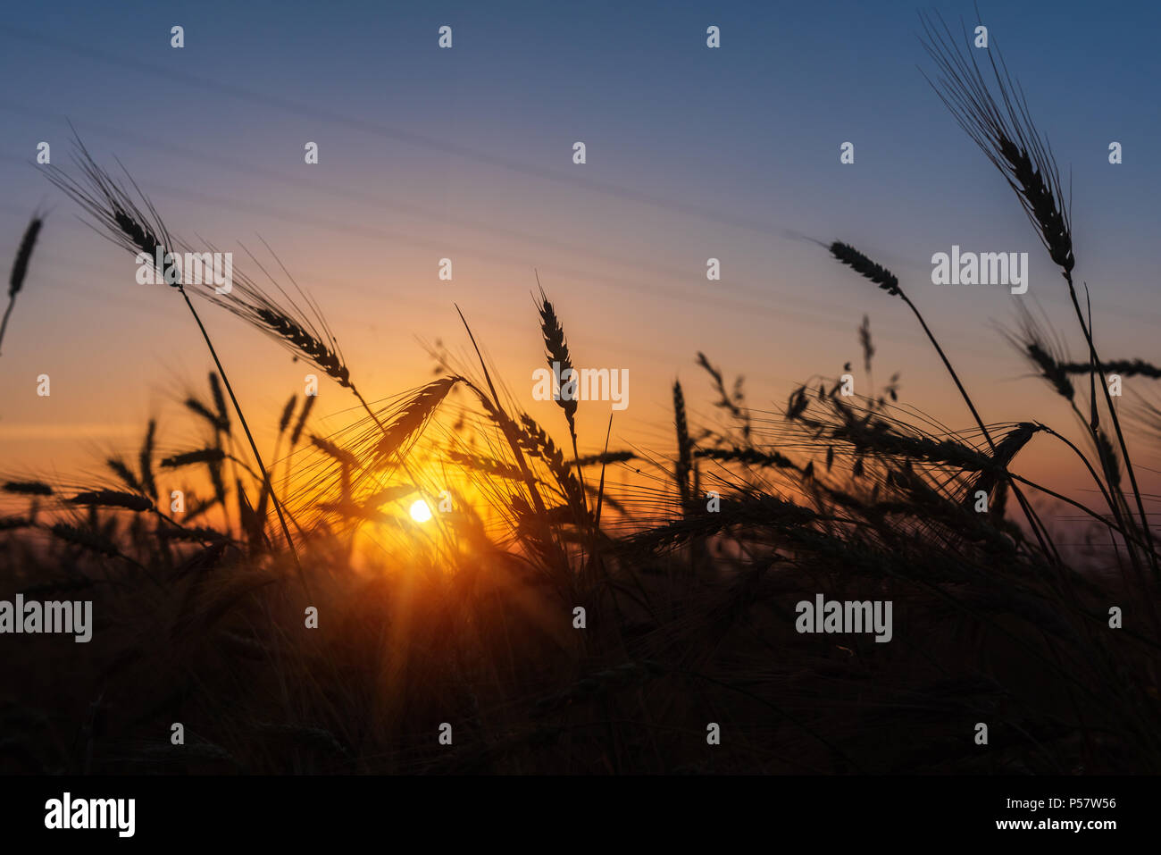 Cereali di campi di grano di sunrise Foto Stock