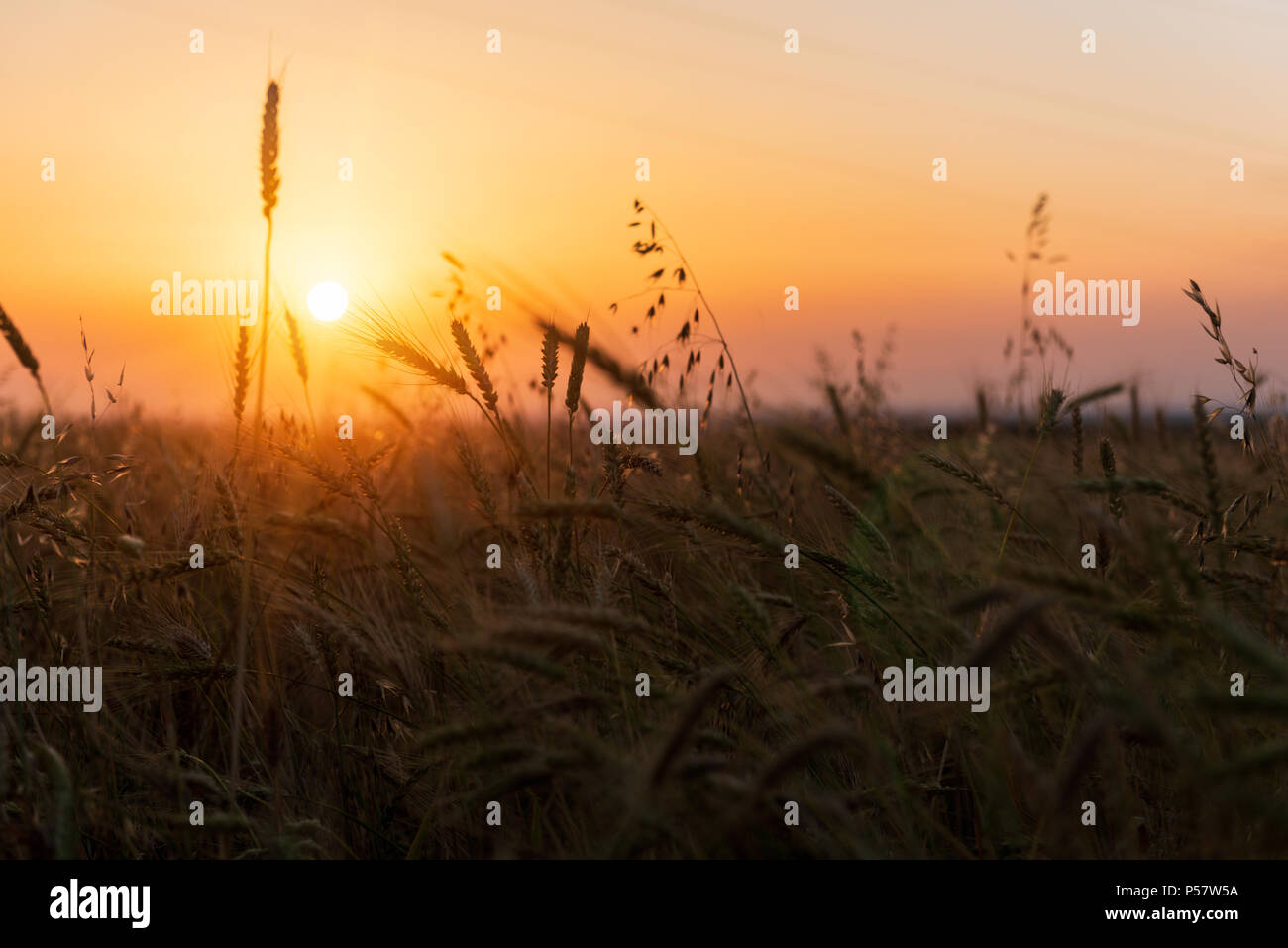 Cereali di campi di grano di sunrise Foto Stock