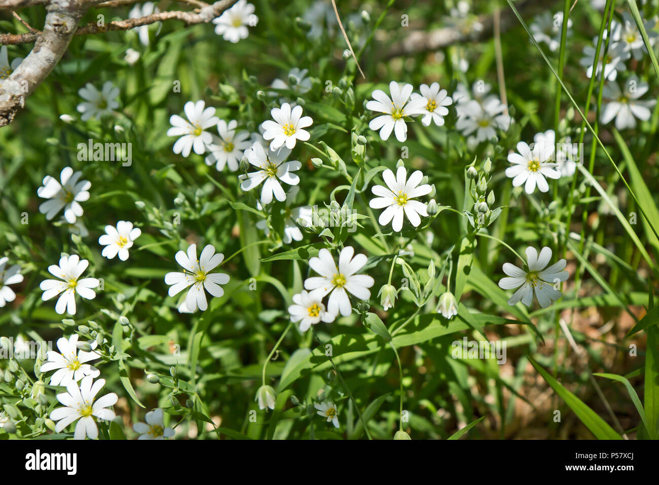 Wild fiori di primavera Foto Stock