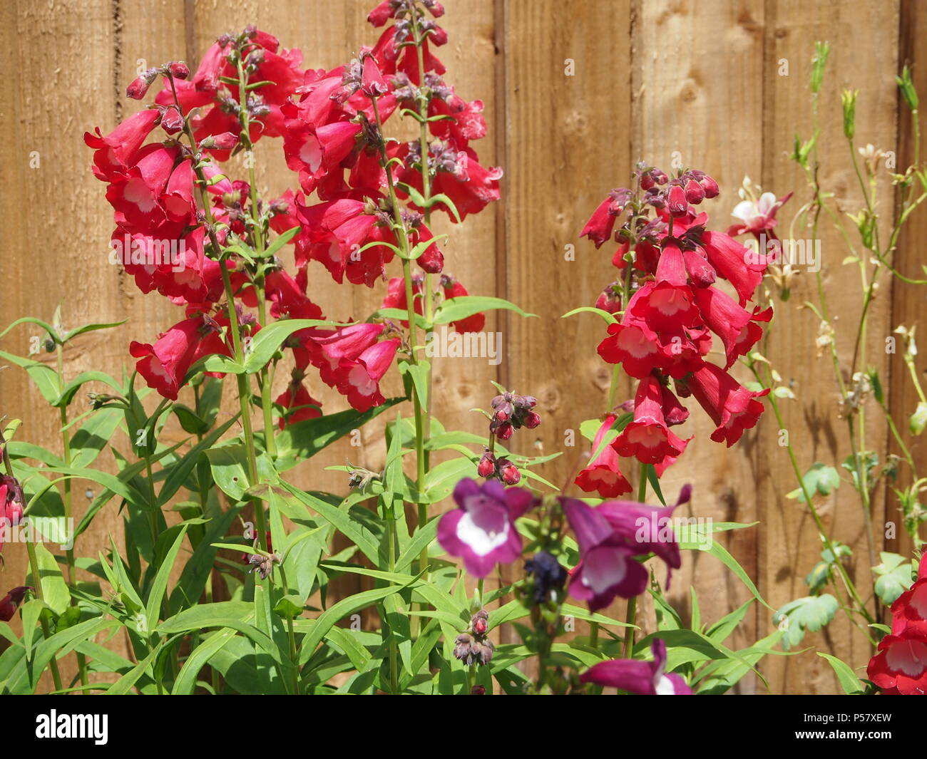 Rosso e bianco e viola e bianco fiori penstemon sotto il sole Foto Stock