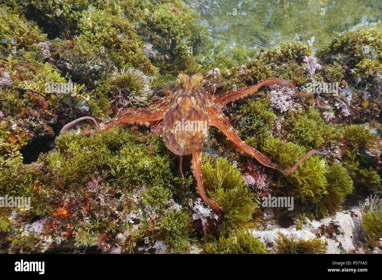 Un polpo, Octopus vulgaris, subacquea su roccia con alghe nel mare Mediterraneo, Cote d'Azur, in Francia Foto Stock
