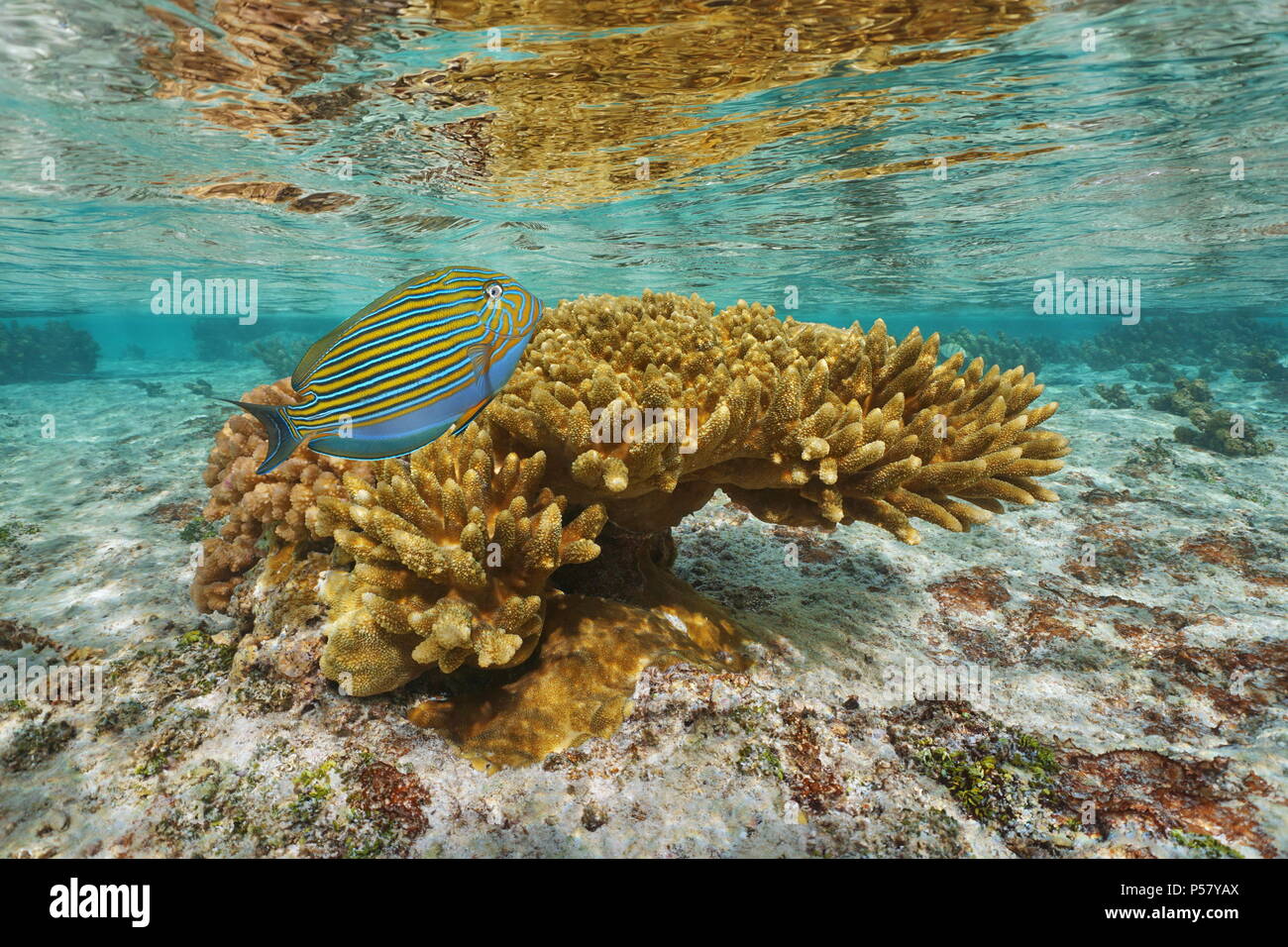 Corallo con un colorati pesci tropicali ( rivestita surgeonfish ) in acqua poco profonda, laguna di Tahaa island, oceano pacifico, Polinesia Francese Foto Stock