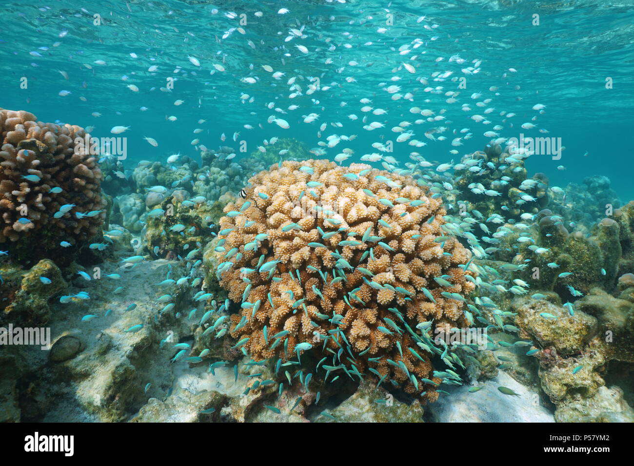 Molti piccoli pesce blu ( blu-verde chromis ) intorno il cavolfiore coral subacquea, oceano pacifico, Polinesia, Isole Cook Foto Stock