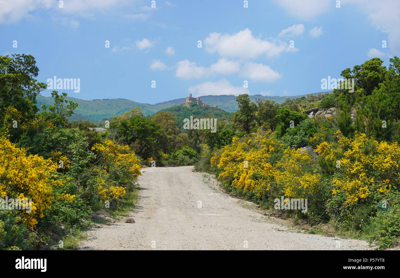 Percorso con la scopa di piante in fiore che conduce al Castello di Requesens sulla sommità della collina, la Jonquera, Alt Emporda, Girona, Catalogna, Spagna Foto Stock