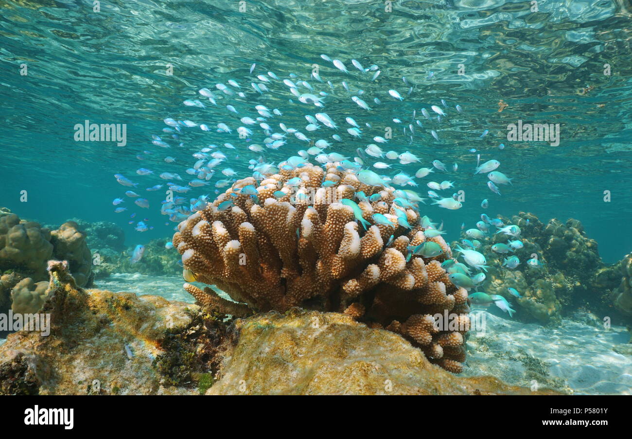 Un subacqueo secca di piccolo pesce blu ( blu-verde chromis ) con cavolfiore corallo, oceano pacifico, laguna di Tahaa island, Polinesia Francese Foto Stock