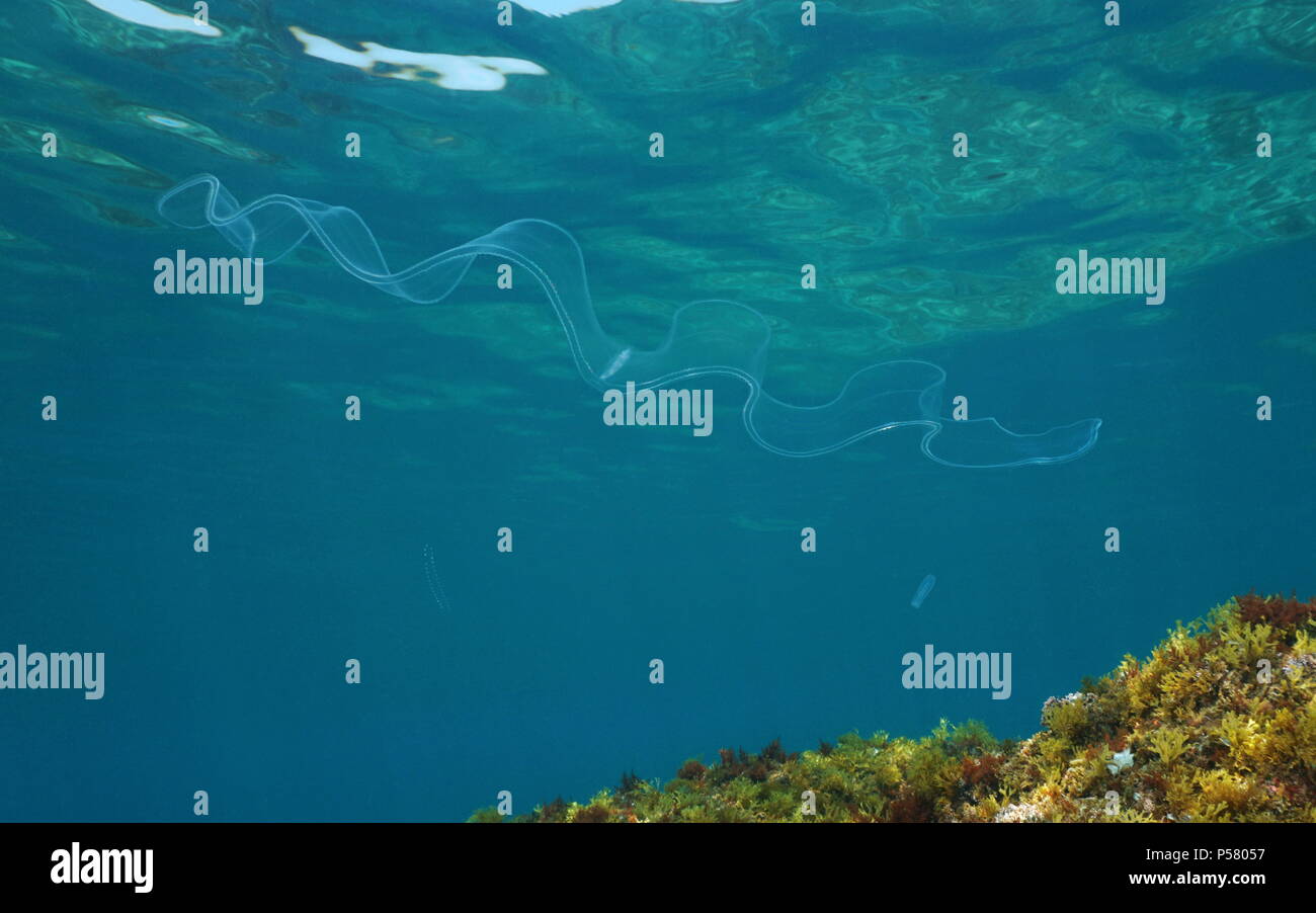 Animale trasparente un corpino di Venere comb jelly, nuota sott'acqua nel mare Mediterraneo, scenario naturale, Costa Brava, Spagna Foto Stock