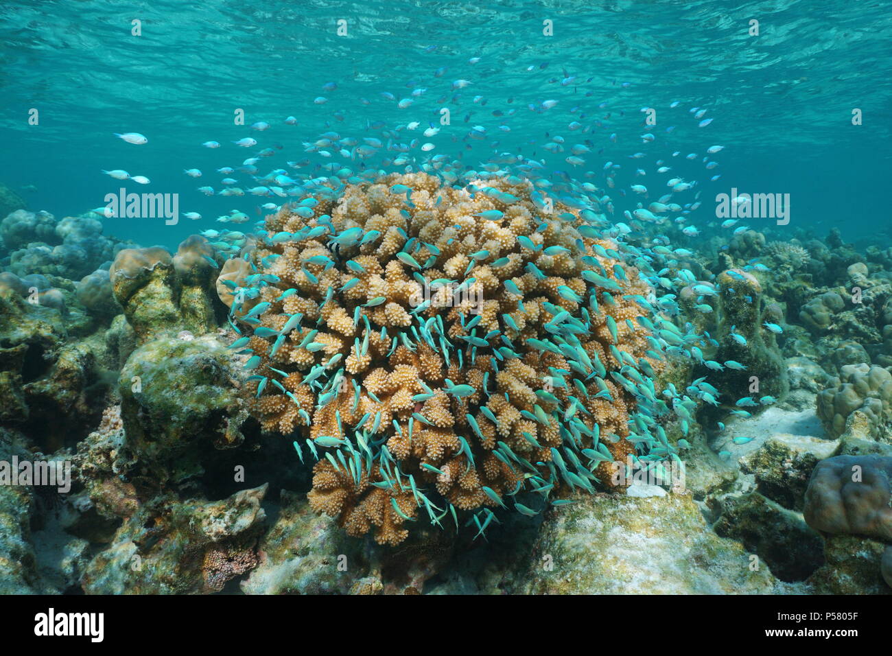 Un subacqueo in banchi di pesce azzurro-verde chromis intorno al corallo di cavolfiore, oceano pacifico, Polinesia, Isole Cook Foto Stock