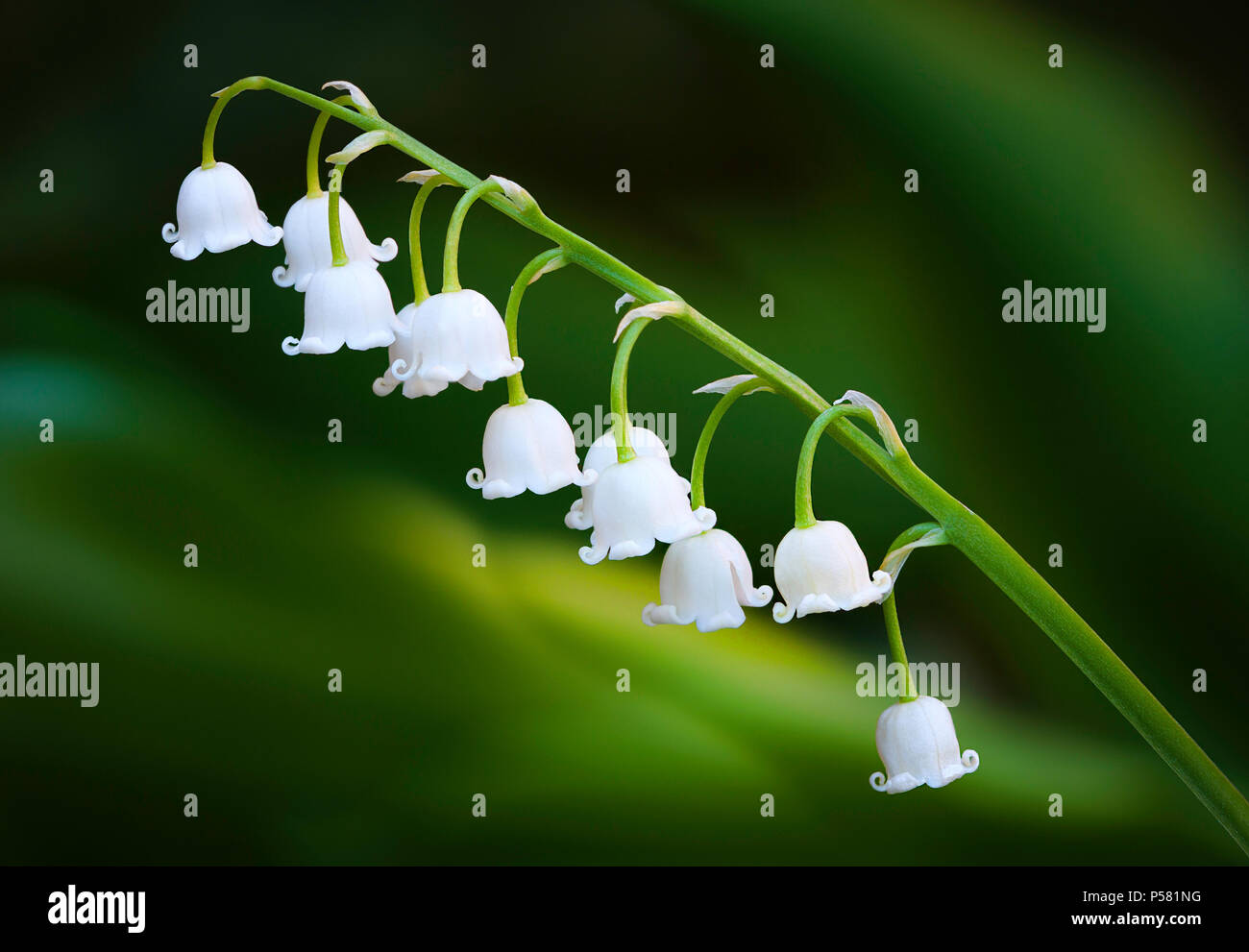 Una dettagliata agli inizi della primavera sbocciano i fiori di dolce il giglio della valle dei fiori contro un liscio verde sfondo bokeh di fondo. Foto Stock