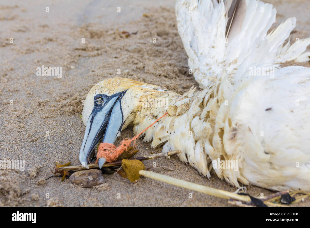 Dead northern gannet intrappolato in plastica rete da pesca si è incagliata sulla spiaggia Kijkduin L Aia Foto Stock