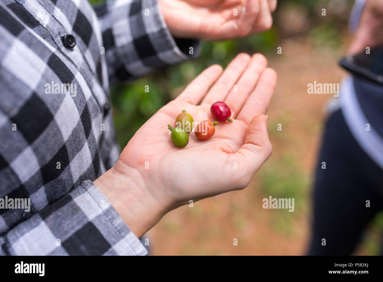 I chicchi di caffè in differenti stadi presentati in mani Foto Stock