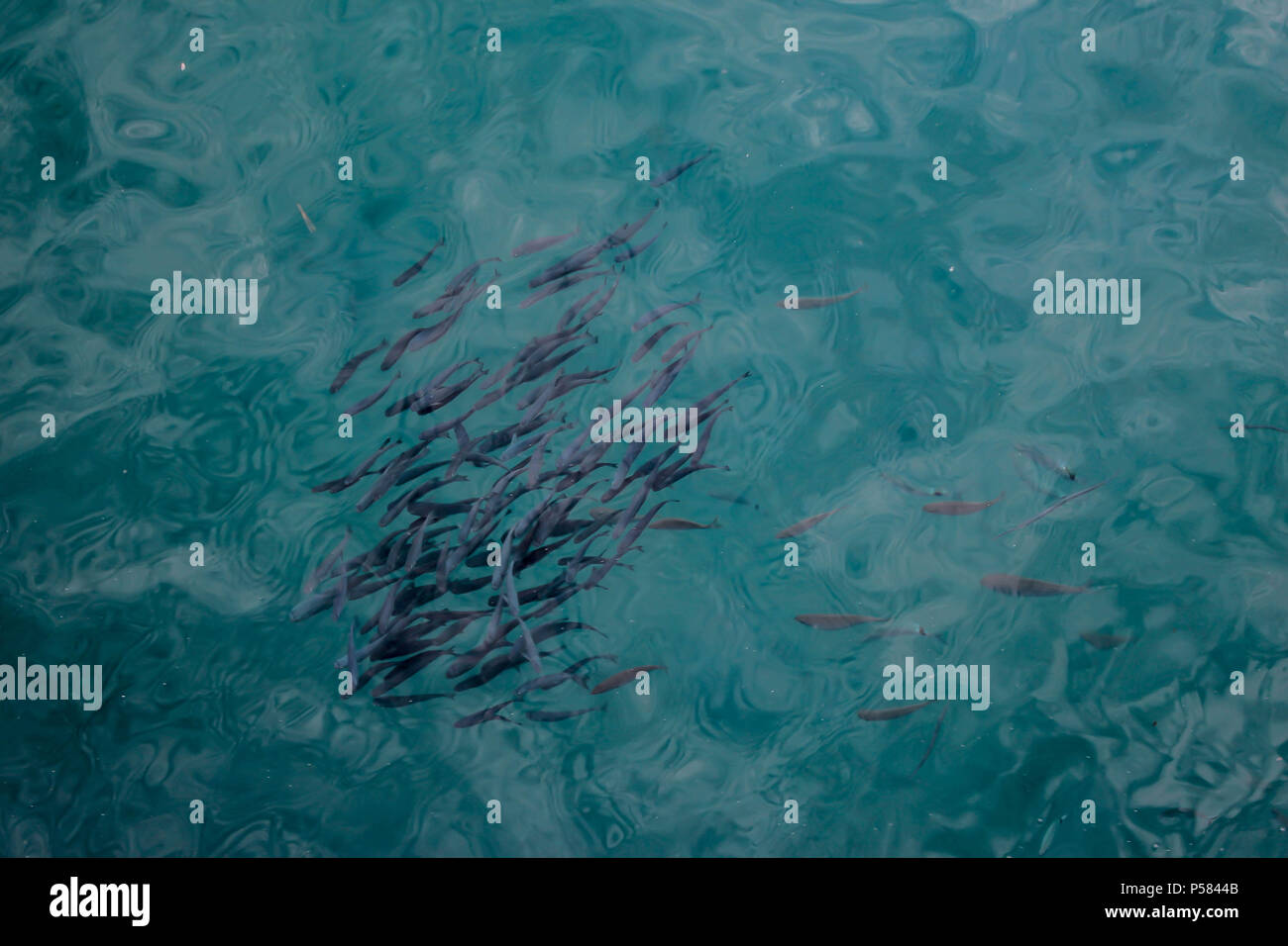 Piccolo gregge di grigio scuro pesci nel mare Ionio Foto Stock