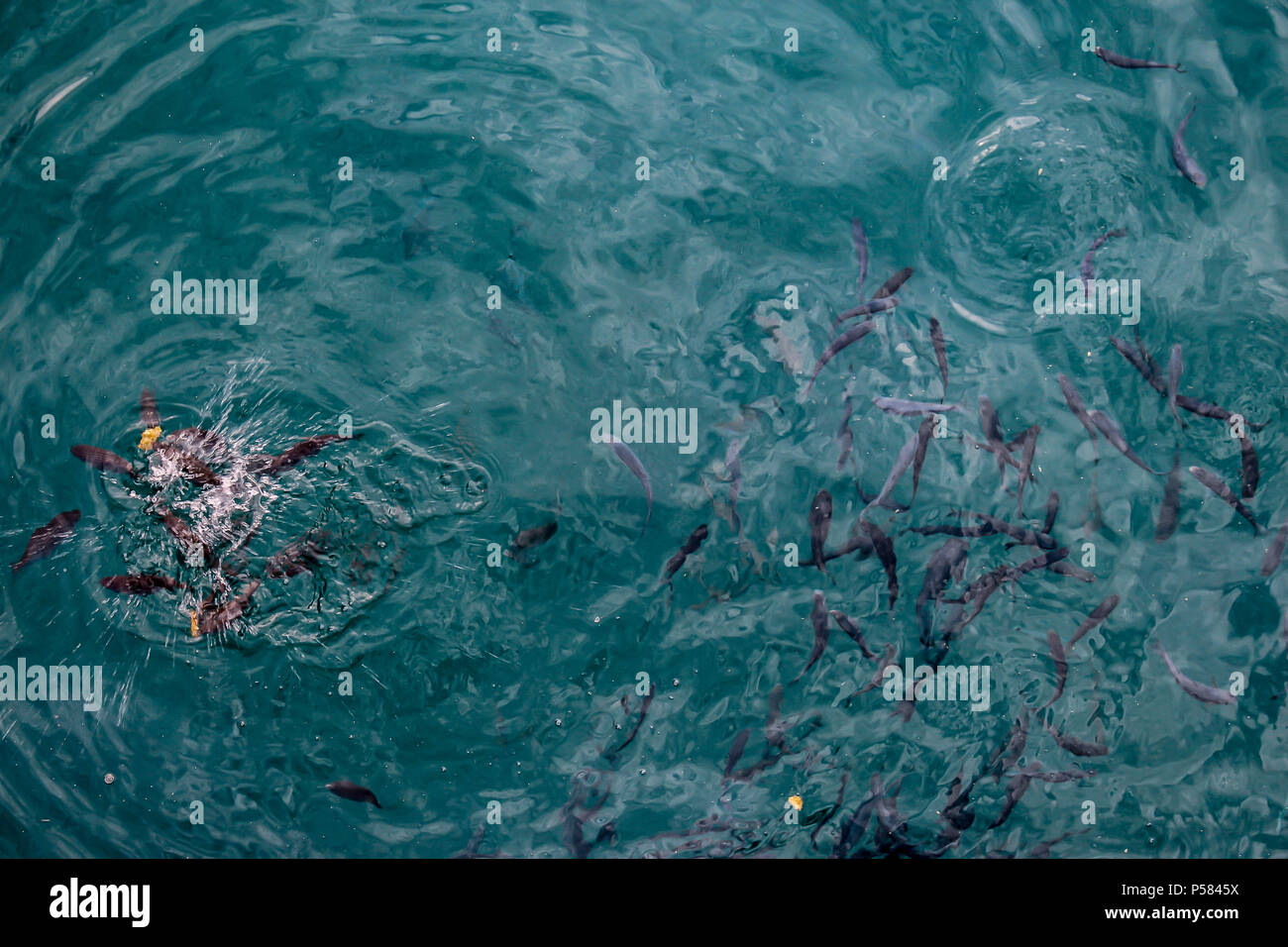 Piccolo gregge di grigio scuro pesci nel mare Ionio Foto Stock