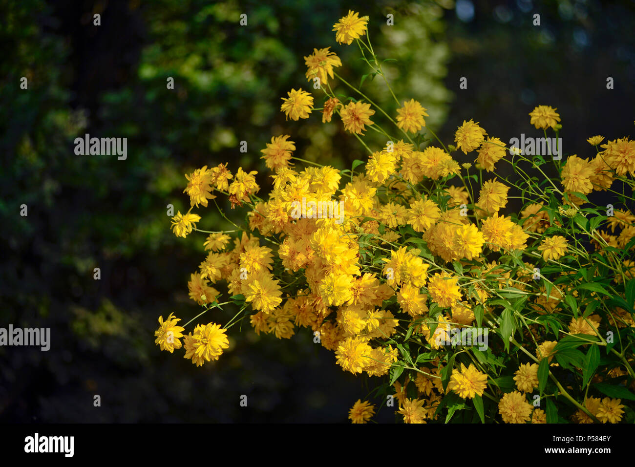 Heliopsis Helianthoides (falso girasole) Oslo Giardino Botanico, Norvegia Foto Stock