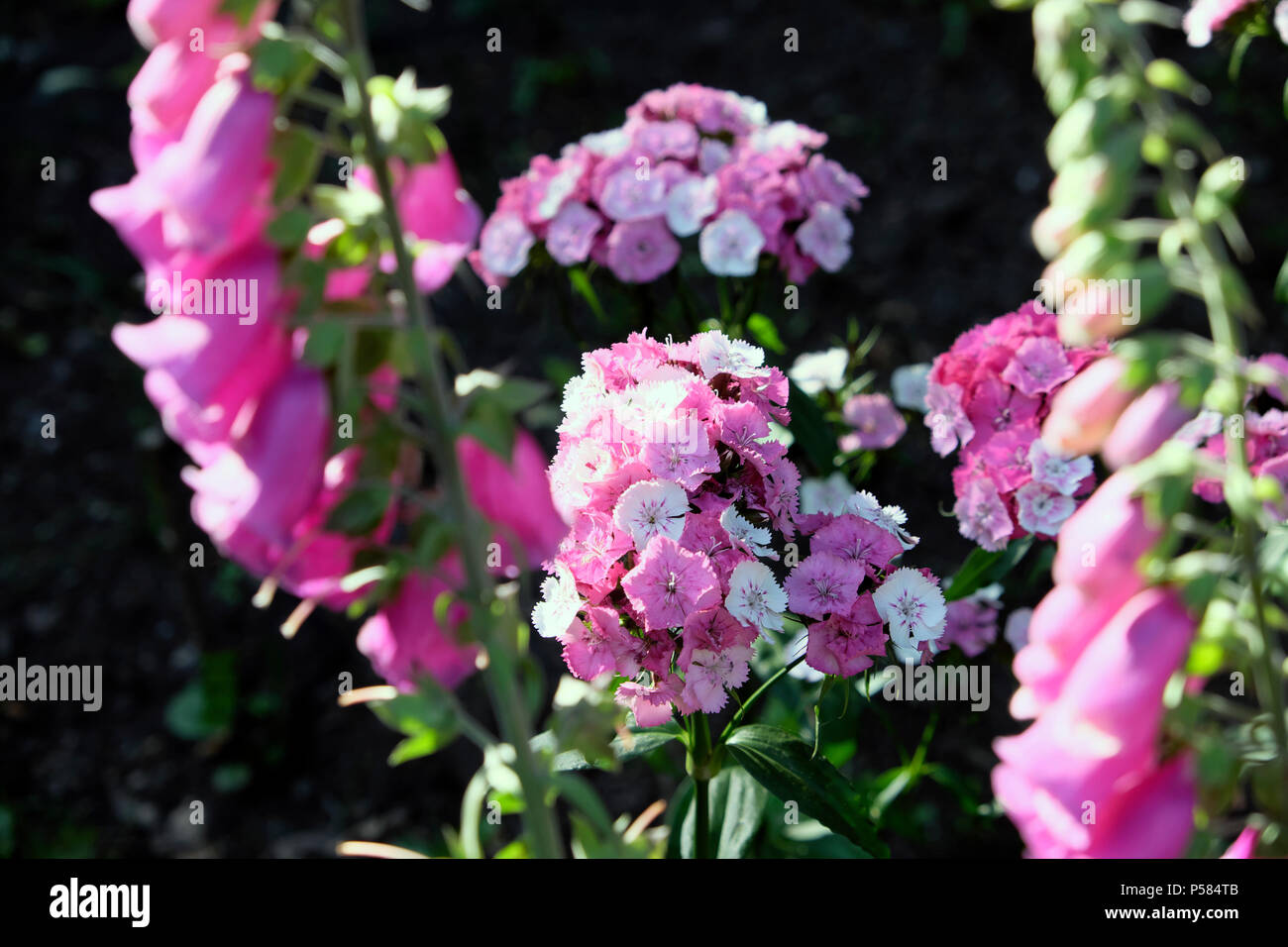 Rosa e bianco dolce William fiori biennale in fiore crescendo insieme con viola selvatica foxglove piante in giugno estate West Wales, Regno Unito KATHY DEWITT Foto Stock