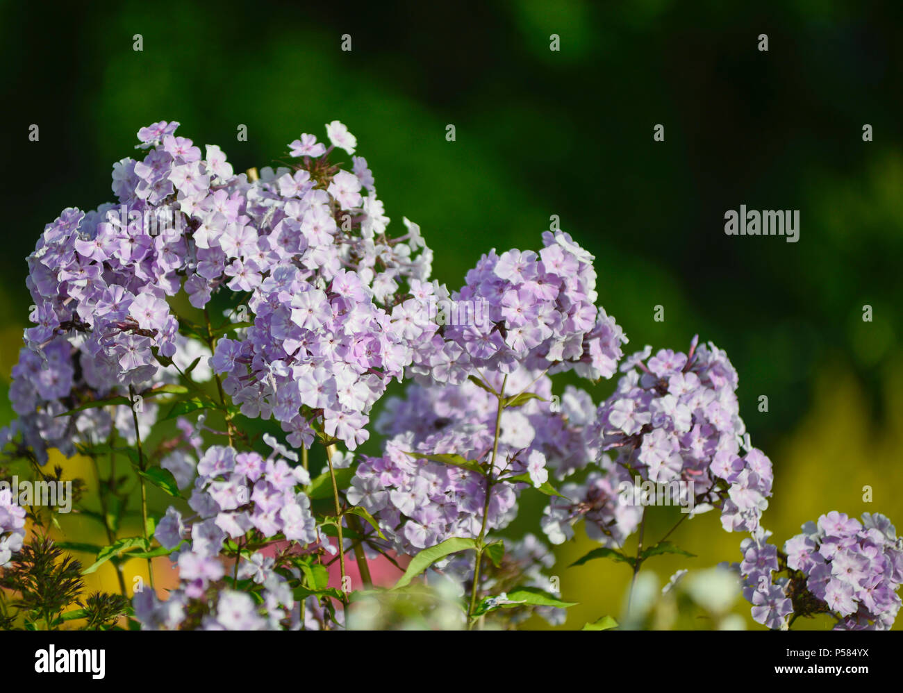 Phlox paniculata (giardino phlox) Oslo Giardino Botanico, Norvegia Foto Stock