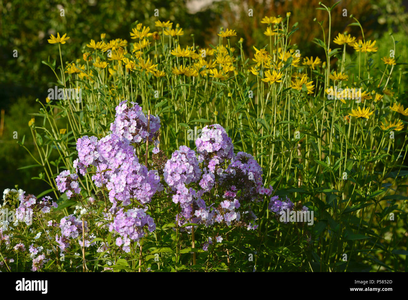 Phlox paniculata (giardino phlox) Oslo Giardino Botanico, Norvegia Foto Stock