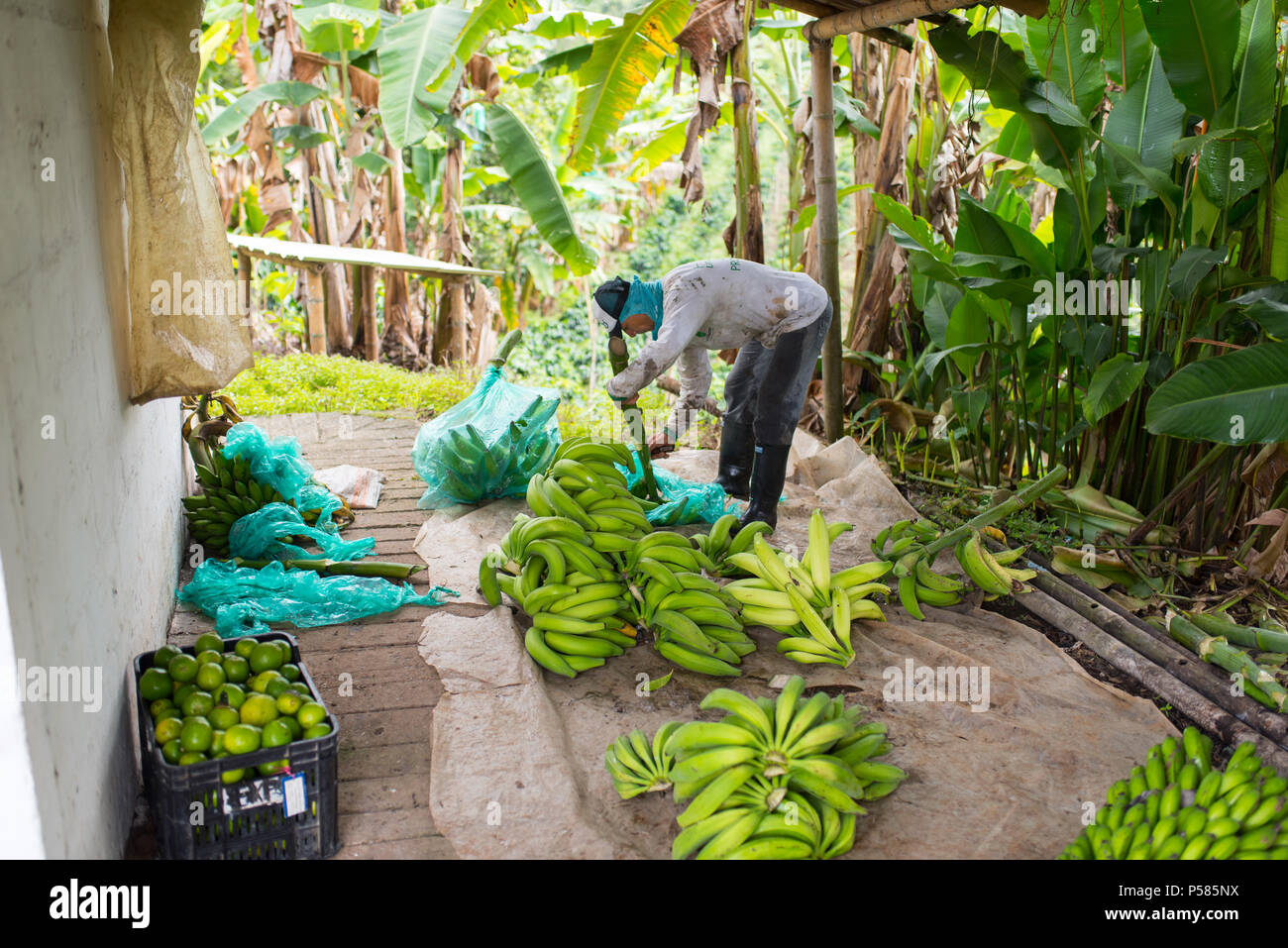 Contadino che taglia le banane e le banane da cuocere in agriturismo Foto Stock