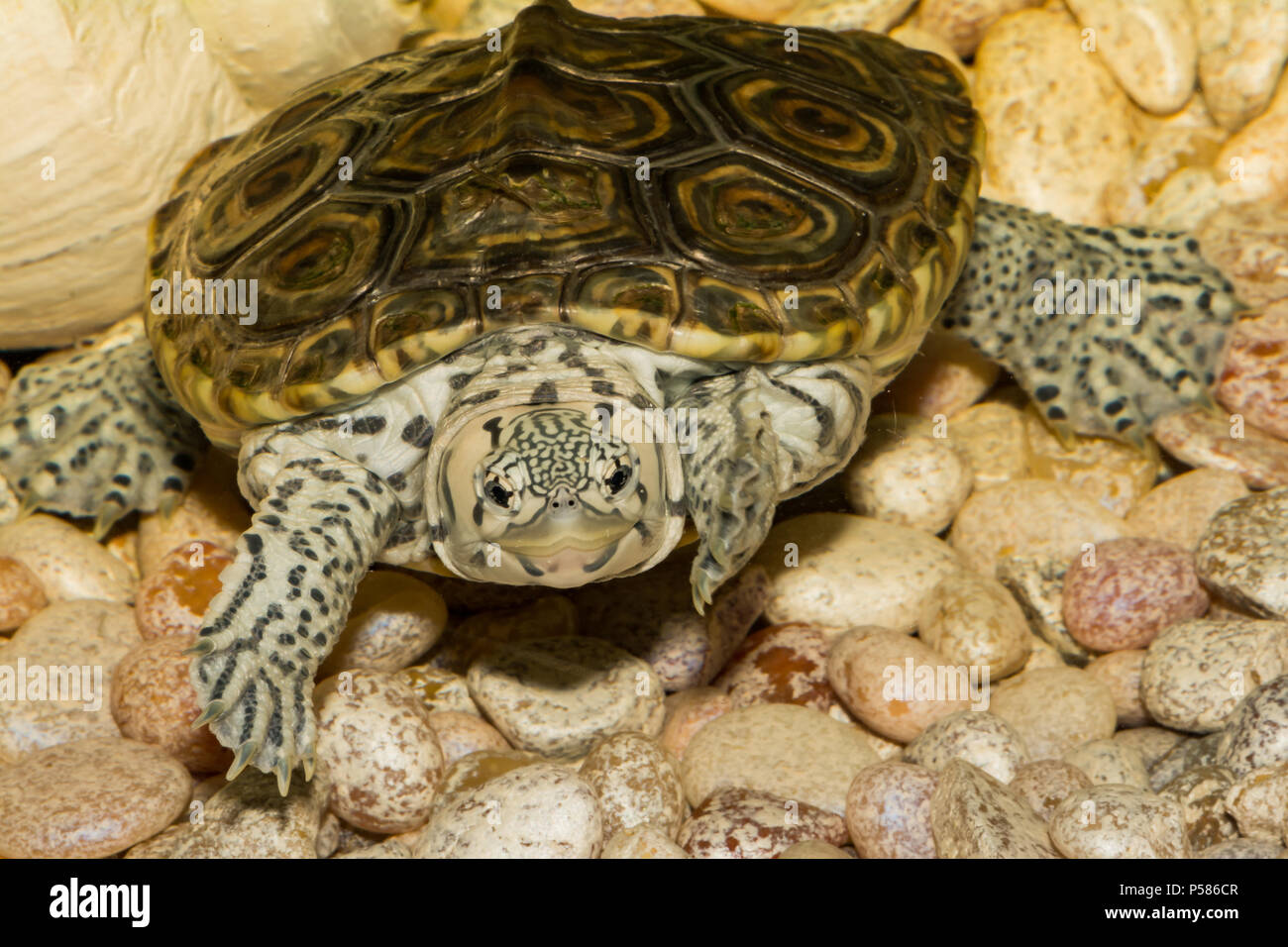 Diamondback Terrapin (Malaclemys terrapin) Foto Stock