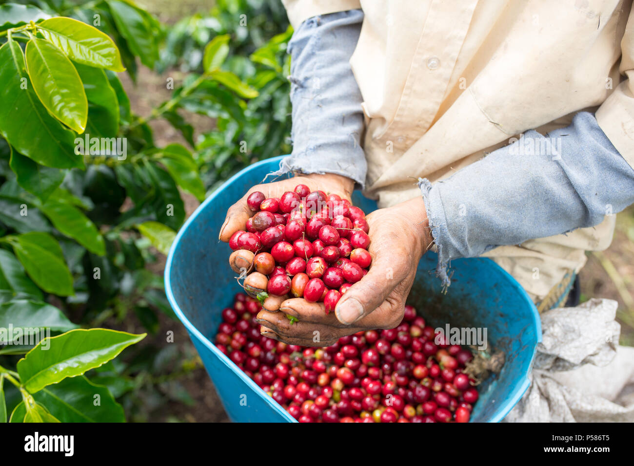 Il contadino di colore rosso e raccolti i chicchi di caffè nelle sue mani Foto Stock