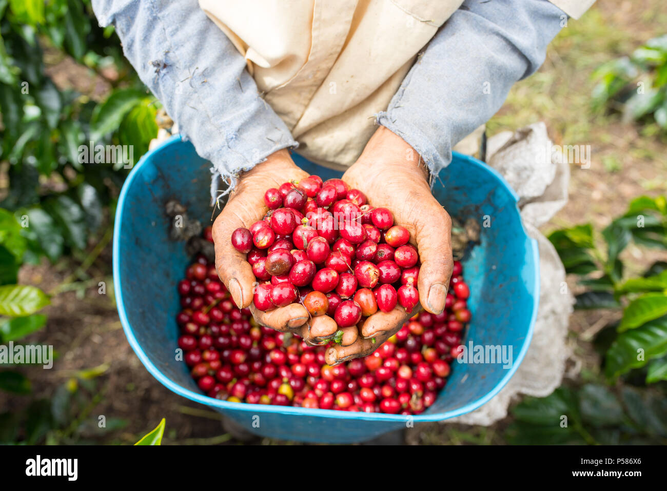 Il contadino di colore rosso e raccolti i chicchi di caffè nelle sue mani Foto Stock