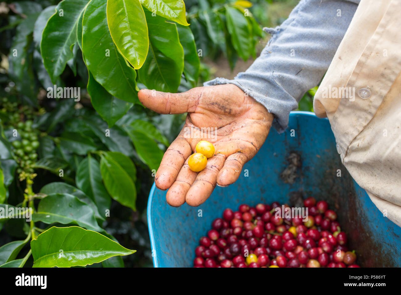 Il contadino di colore rosso e raccolti i chicchi di caffè nelle sue mani Foto Stock