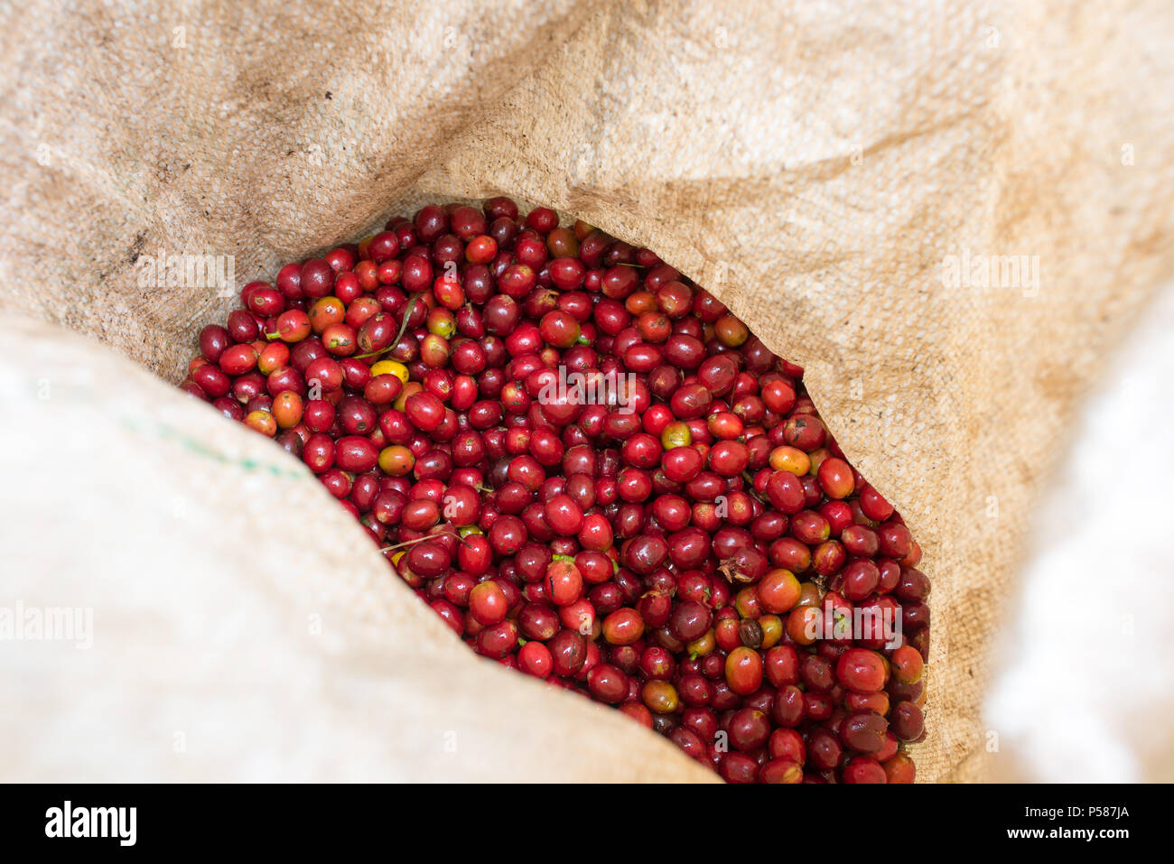 Red mature i chicchi di caffè in borsa Foto Stock