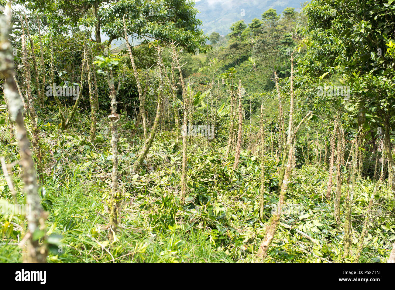 Caffè vecchio alberi pronti per essere presi in basso rinnovato Foto Stock