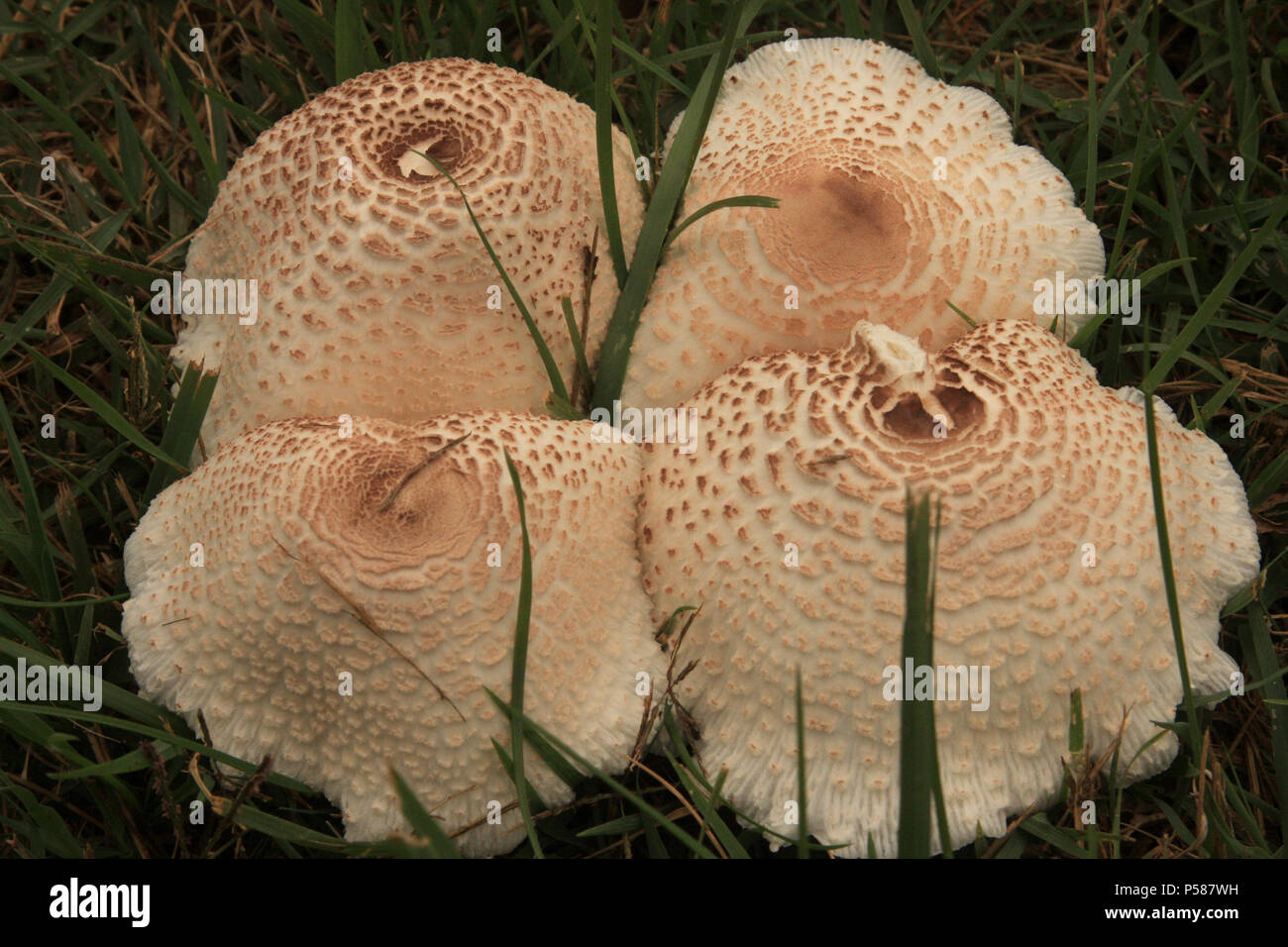 Shaggy Parasol fungo Foto Stock