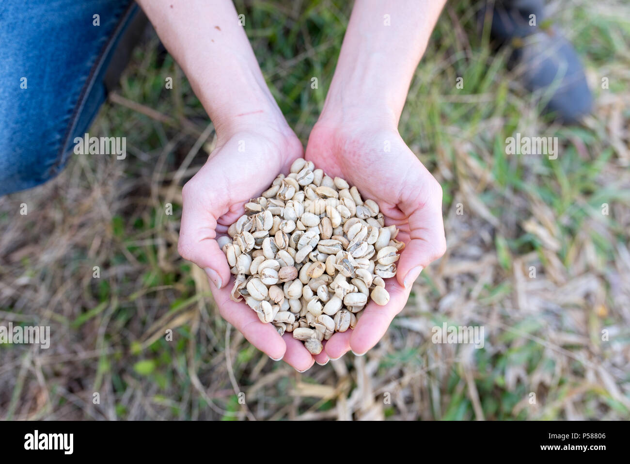 Mani tenendo il caffè lavato in una azienda di caffè in Jericó, Colombia nello stato di Antioquia Foto Stock