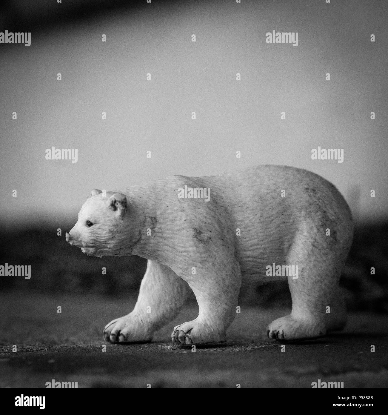 Foto in bianco e nero di toy orso polare. Foto Stock