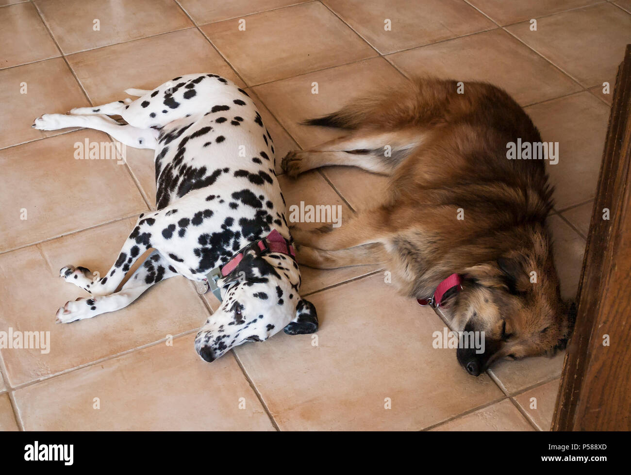 Due cani che stabilisce affiancati tra di loro sul piano interno rilassante © Myrleen Pearson. Ferguson Cate Foto Stock