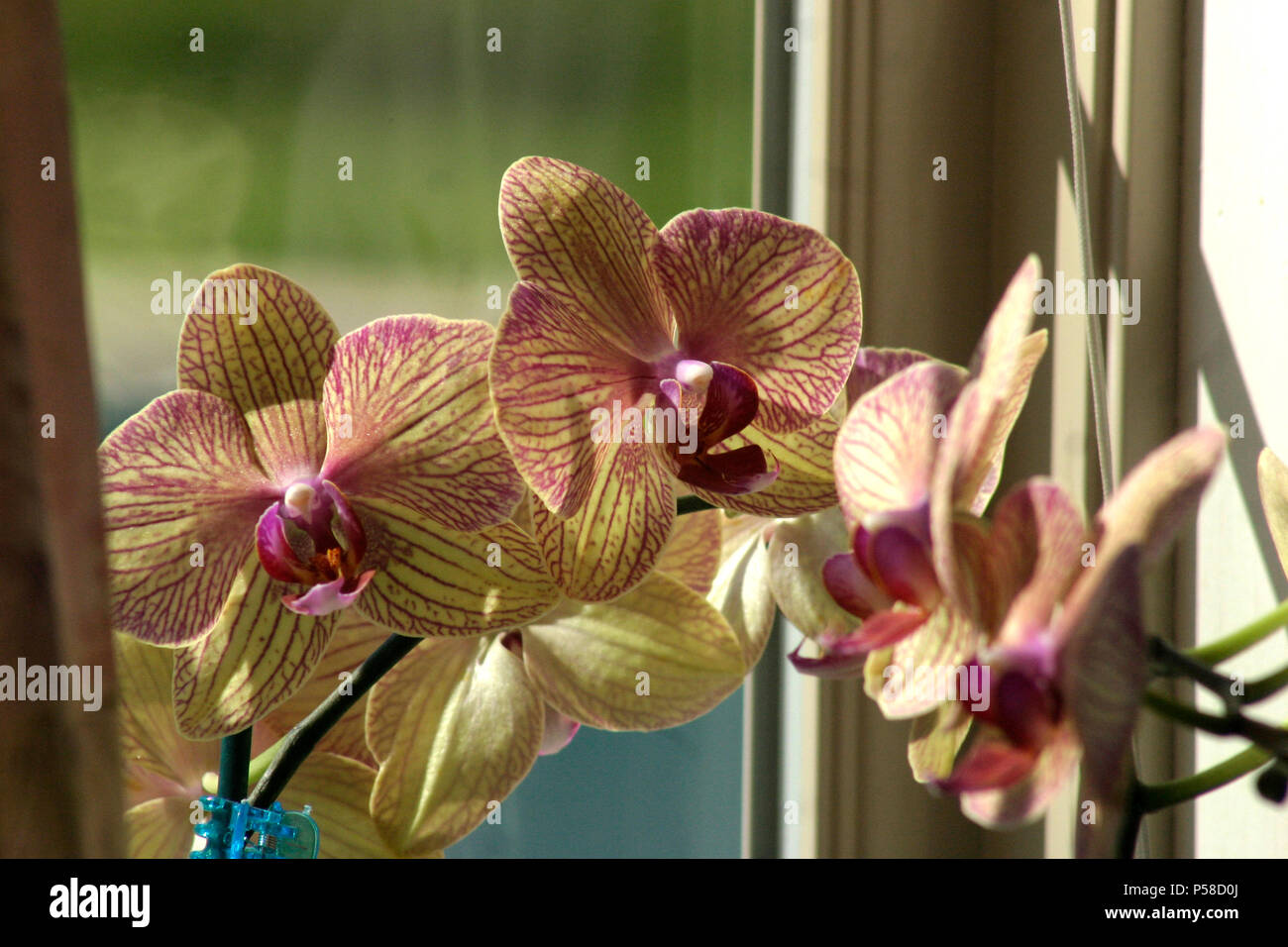 Varietà di orchidee falena Foto Stock