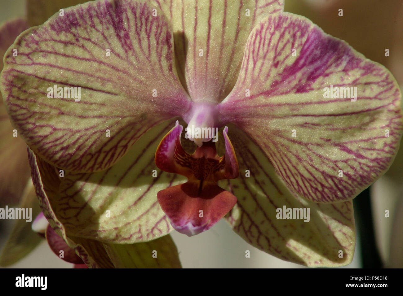 Varietà di orchidee falena Foto Stock