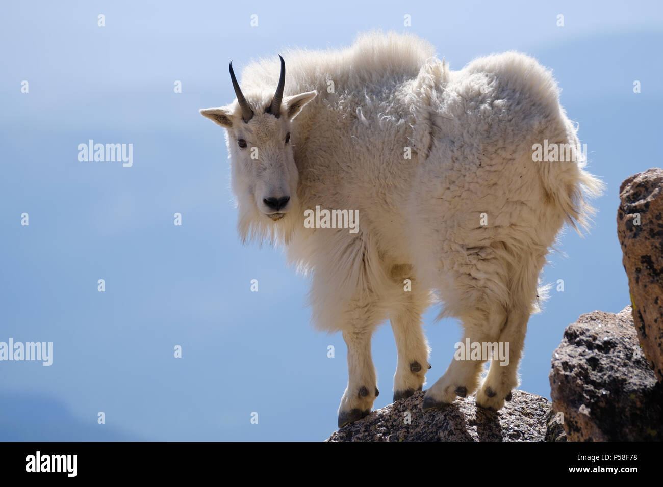 Queste capre sono state girovagando in tutto il vertice di Mt. Evans. Ero così entusiasta di avere la possibilità di prendere i loro ritratti da una distanza di sicurezza. Foto Stock