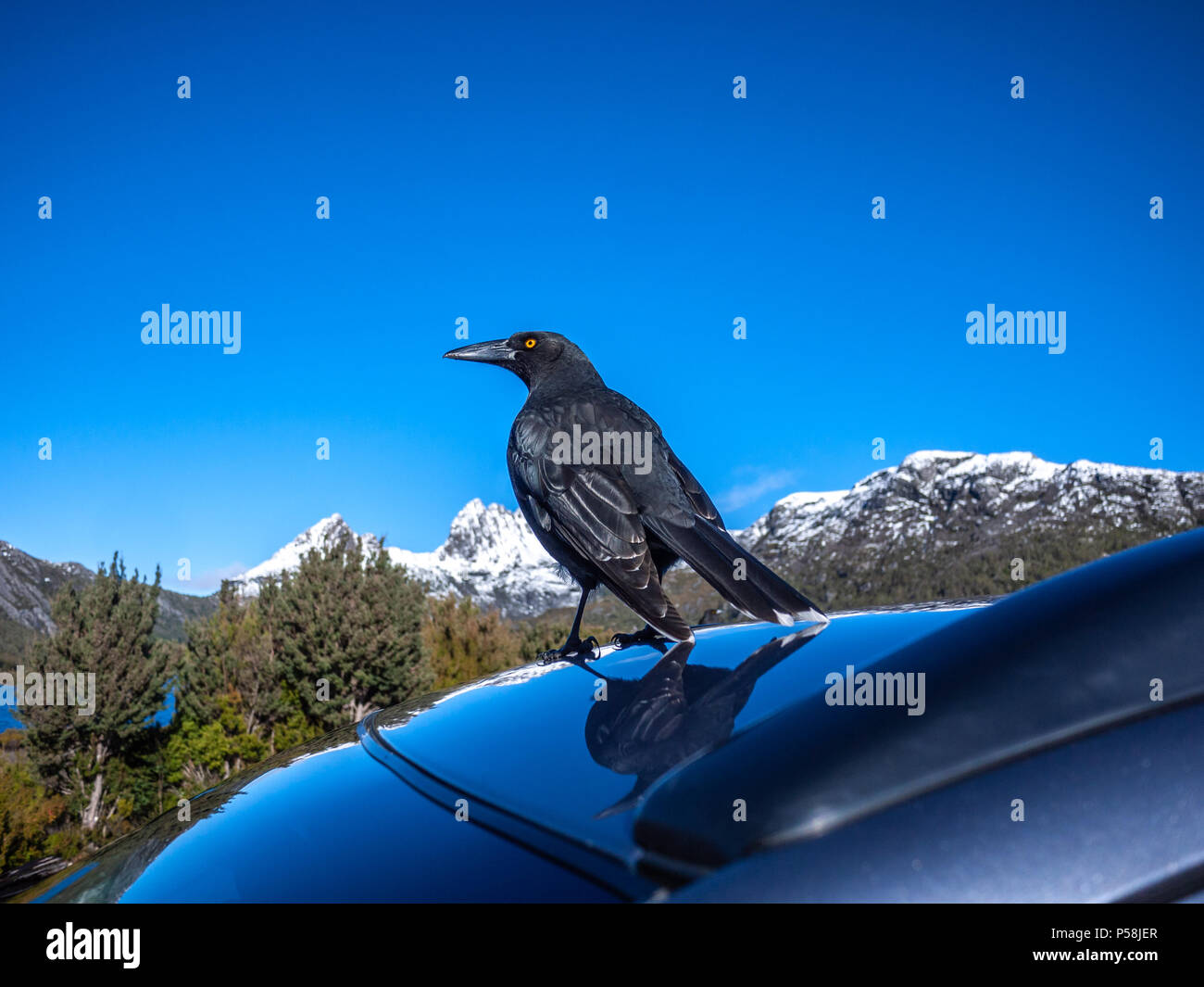 Il nero uccello Currawong, anche noto localmente come il nero jay, sorge sulla sommità di un auto nei pressi di Colomba lago, con vista di Cradle Mountain in distanza. Foto Stock