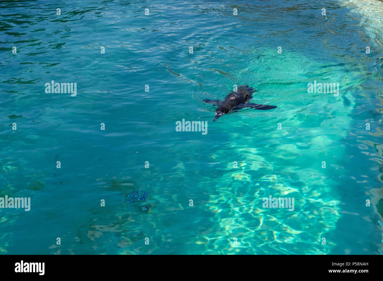 Il piccolo pinguino gumboldt galleggianti da sola nel giardino zoologico piscina in acqua blu su una soleggiata giornata splendente. Penguin a Novosibirsk Zoo. Foto Stock