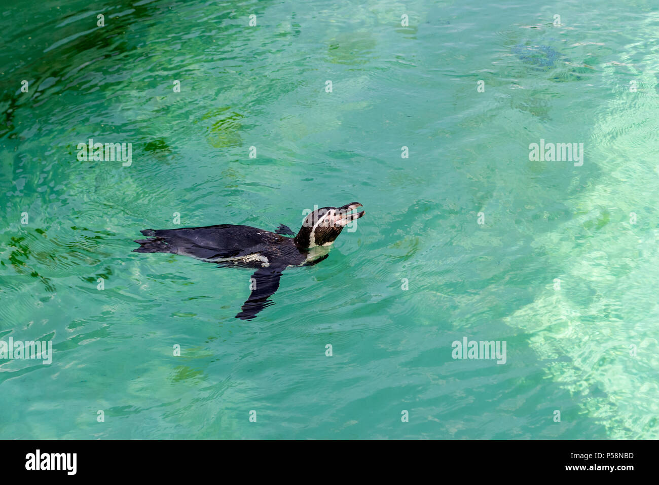 Il piccolo pinguino gumboldt galleggianti da sola nel giardino zoologico piscina in acqua blu su una soleggiata giornata splendente. Penguin a Novosibirsk Zoo. Foto Stock