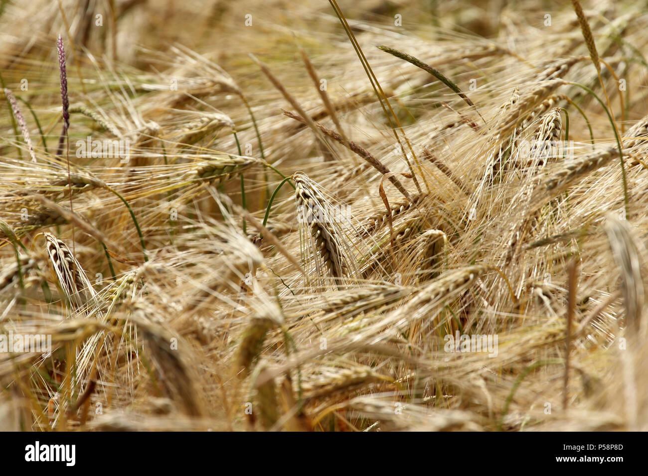 Campo di cereali di orzo Histon Cambridgeshire Foto Stock