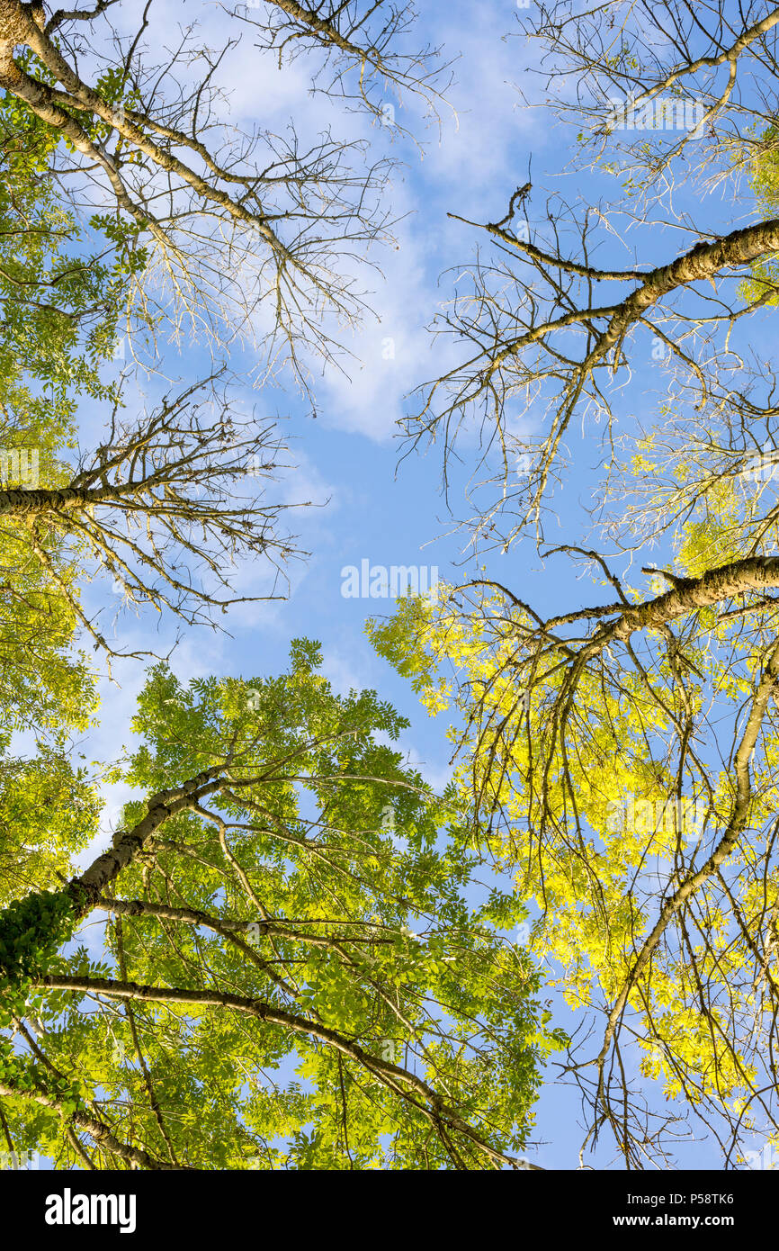 Vista astratta che si affaccia su cime degli alberi decidui in cambiamento in autunno con cielo blu in una giornata di sole Foto Stock