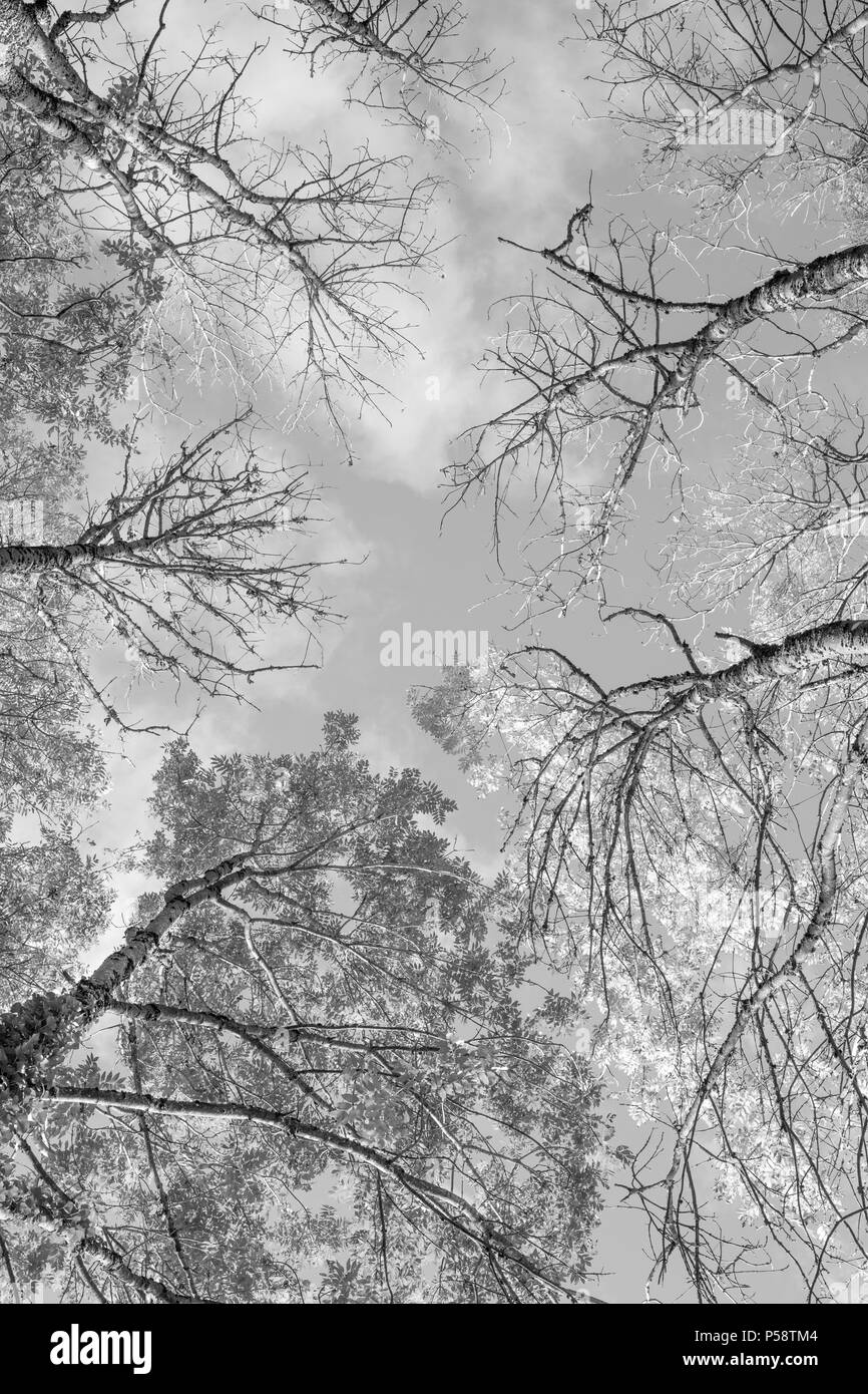 Immagine in bianco e nero di vista guardando in alto nel cielo e le cime degli alberi del cambio di alberi decidui in autunno, LUSSEMBURGO, Europa Foto Stock