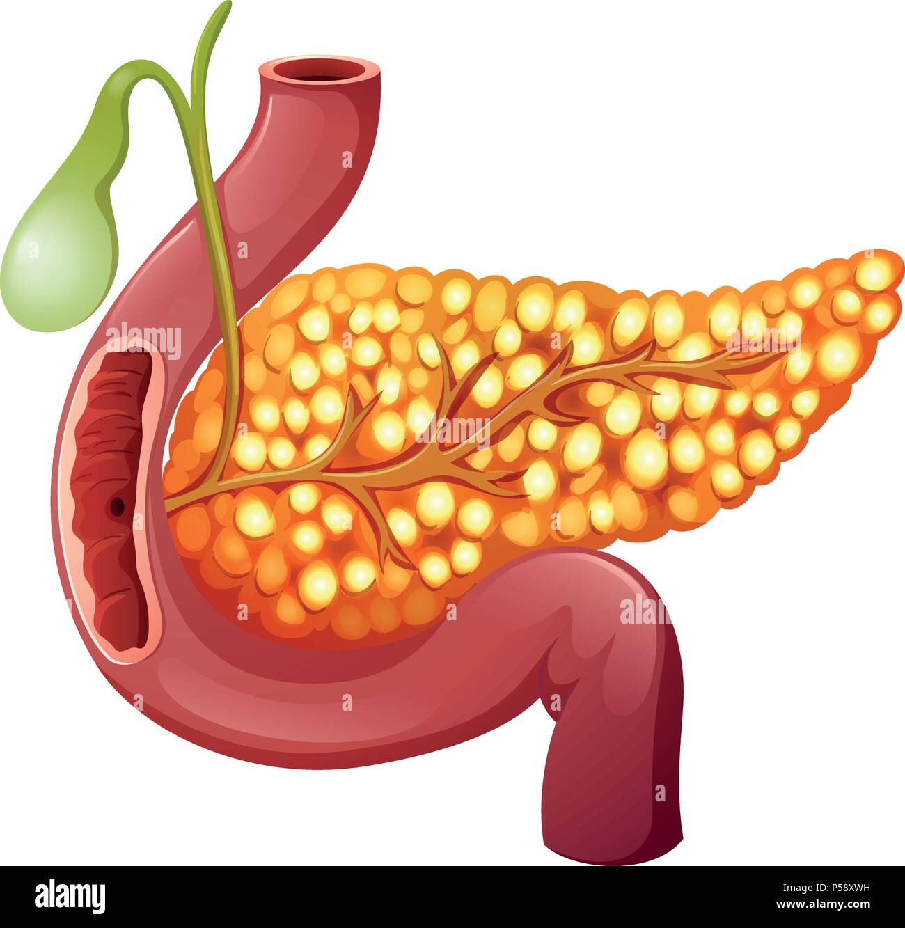 Un sano pancreas umano illustrazione Illustrazione Vettoriale
