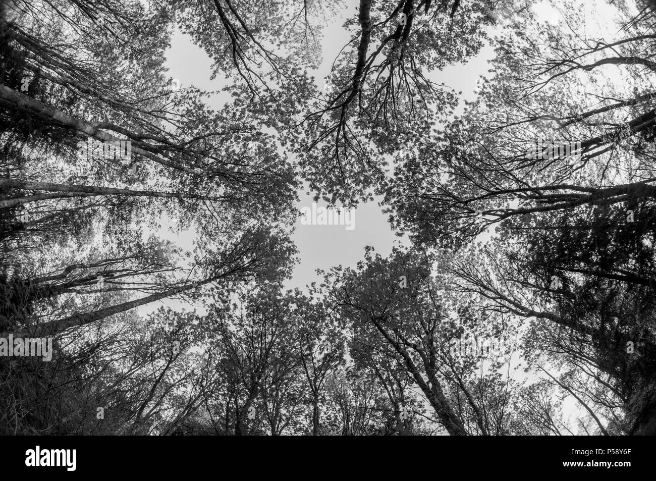 Guardando verso il cielo, fino alla tettoia in una foresta temperata Foto Stock