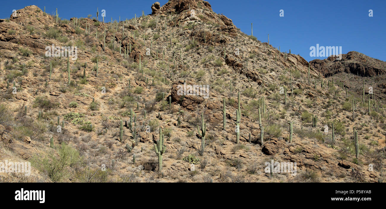 Cactus Saguaro su una montagna in Arizona Deserto Sonoran ad ovest di Tucson Foto Stock