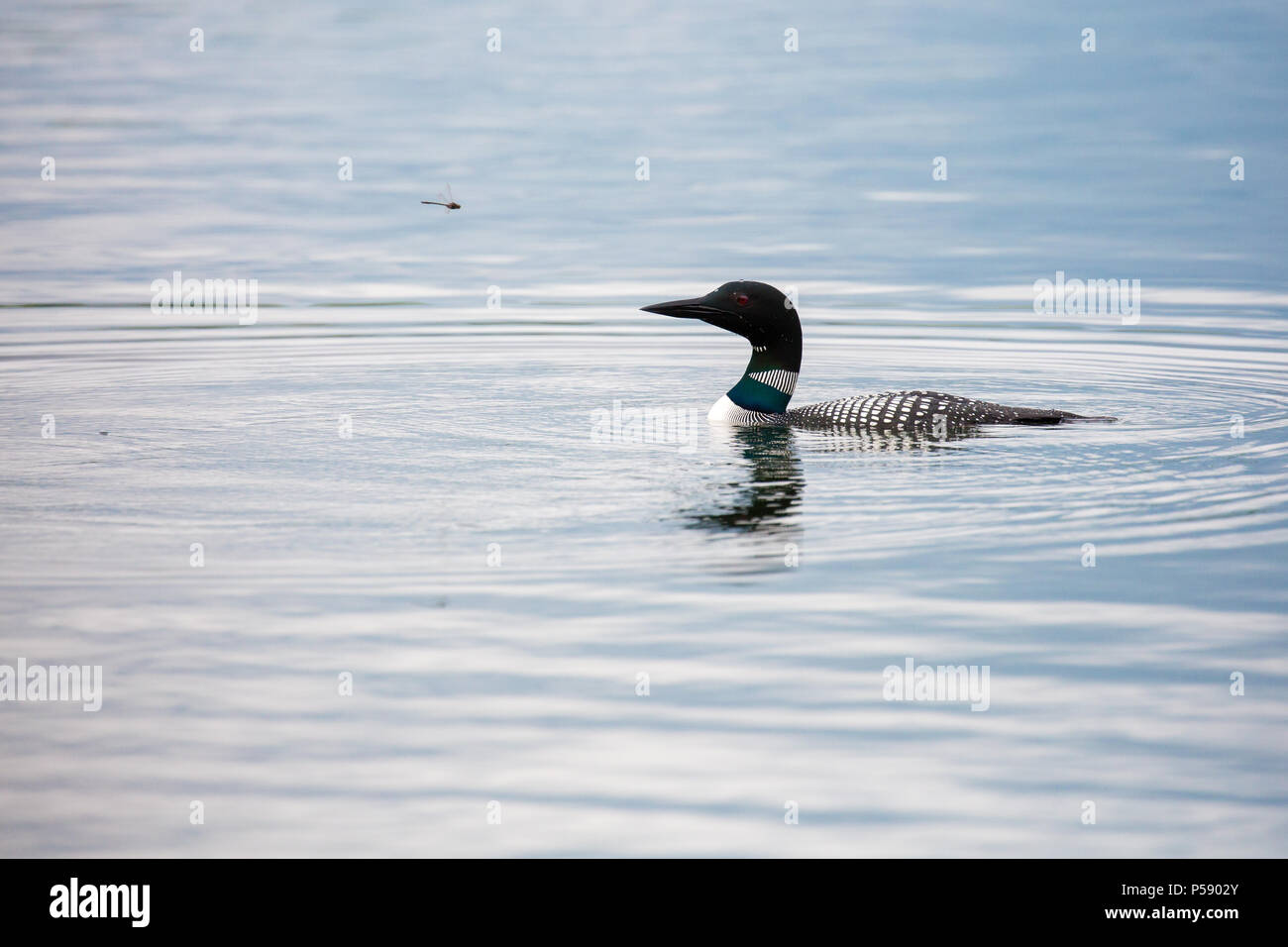 Loon comune (gavia immer) e dragonfly guardando ogni altro Foto Stock