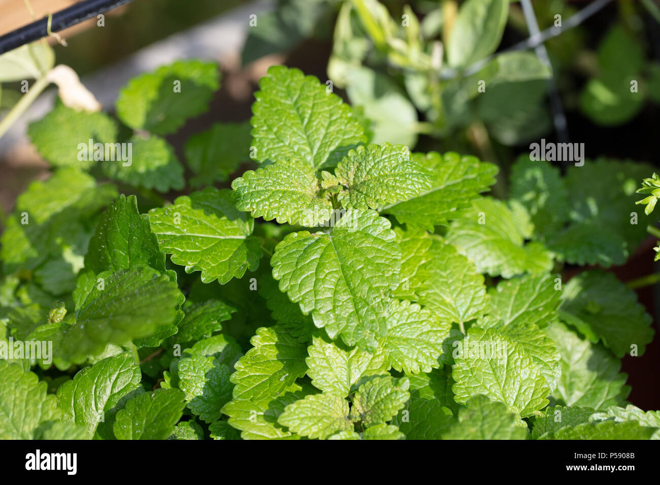 Melissa, Citronmeliss (Melissa officinalis) Foto Stock