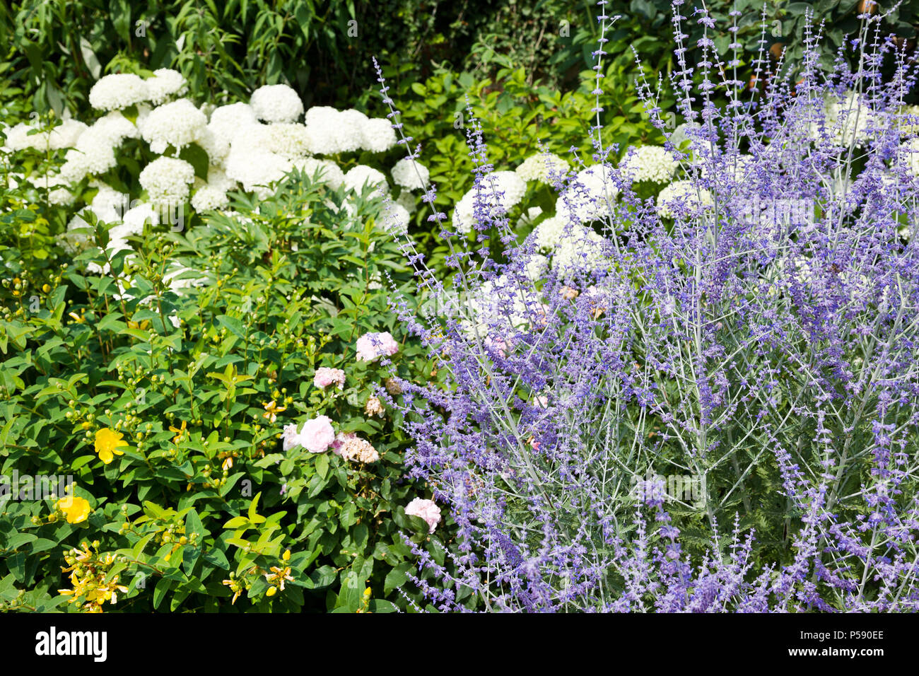 Kalina obecná un levandule / Snowball cinese viburnum fiore e LAVANDA (Lavandula) Foto Stock