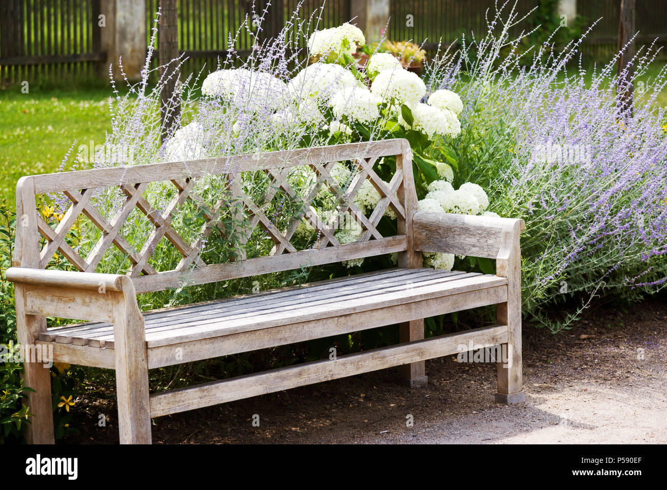 Kalina obecná un levandule / Snowball cinese viburnum fiore e LAVANDA (Lavandula) Foto Stock