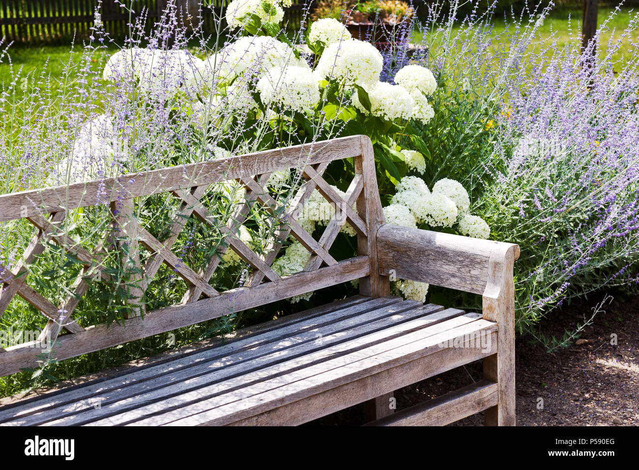 Kalina obecná un levandule / Snowball cinese viburnum fiore e LAVANDA (Lavandula) Foto Stock