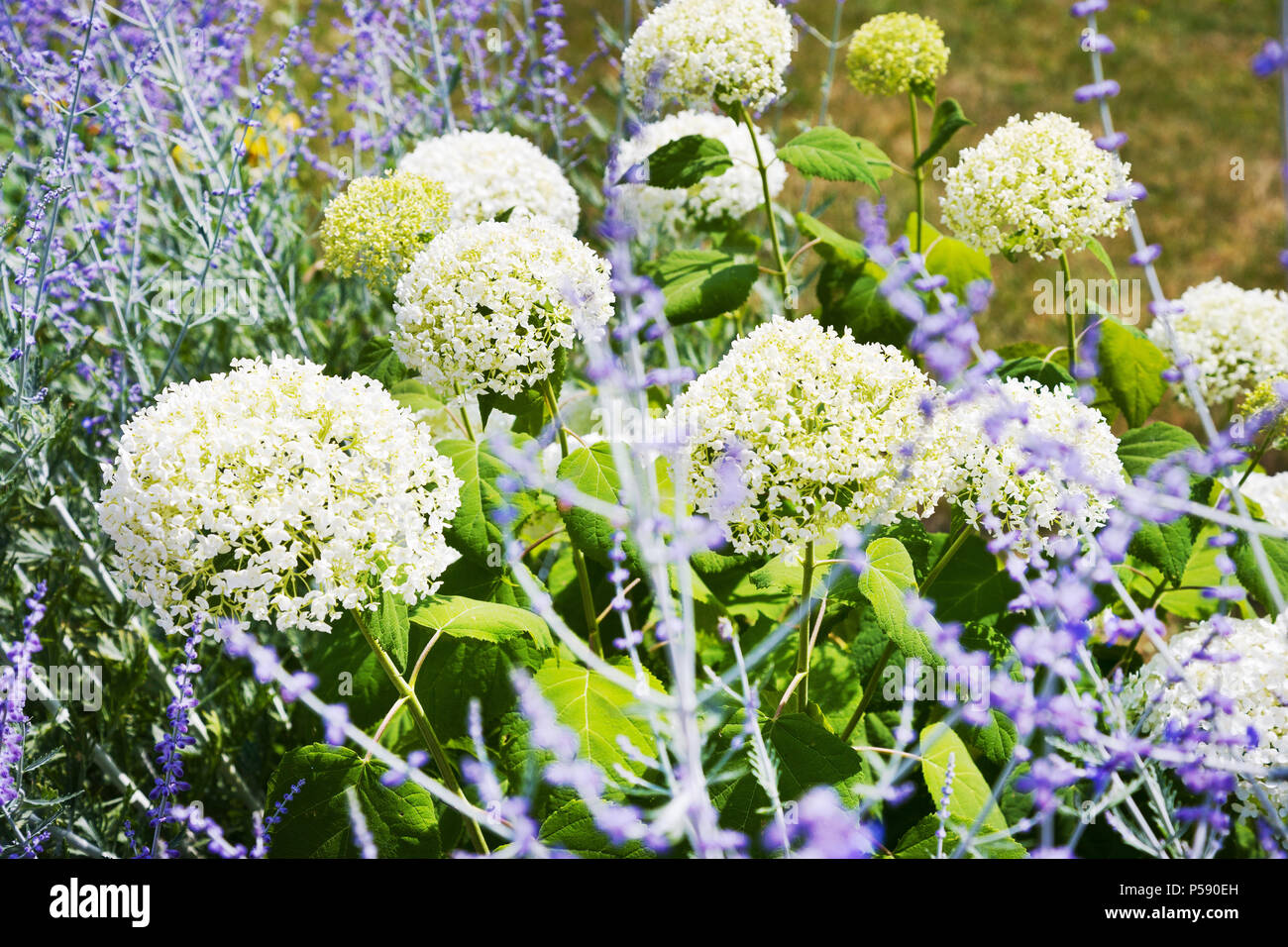 Kalina obecná un levandule / Snowball cinese viburnum fiore e LAVANDA (Lavandula) Foto Stock